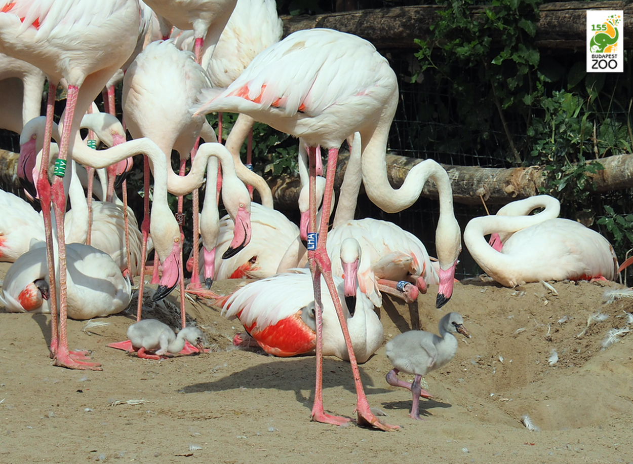 Húsz flamingófióka kelt ki a napokban a Budapesti Állatkertben