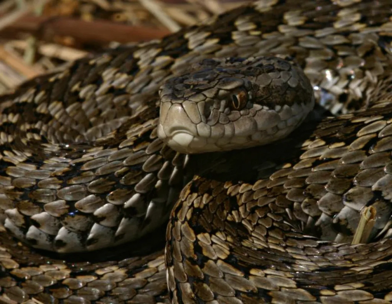 Rákosivipera-nap a Szegedi Vadasparkban