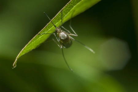  A PTE figyelmeztet, a hosszabb szúnyogszezon új betegségeket okozhat