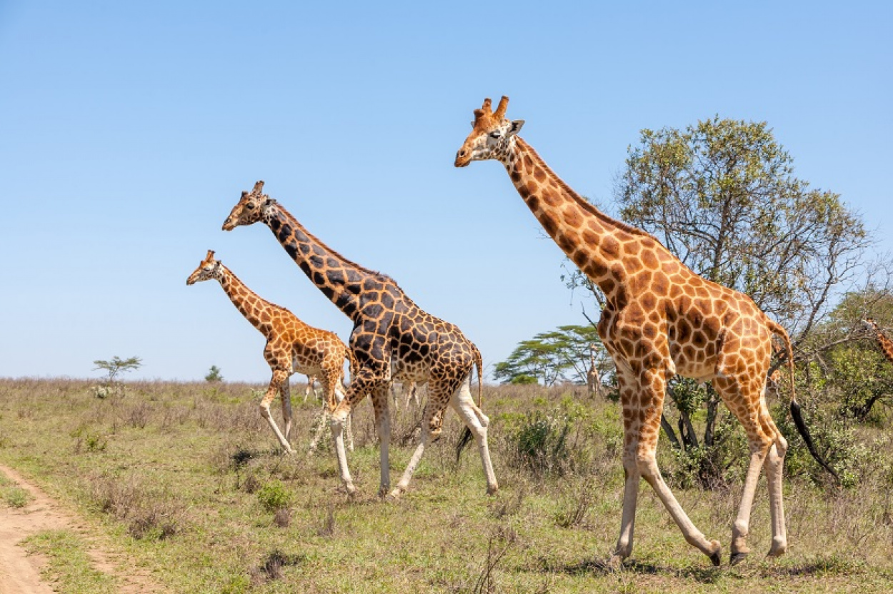Áramütés végzett három zsiráffal