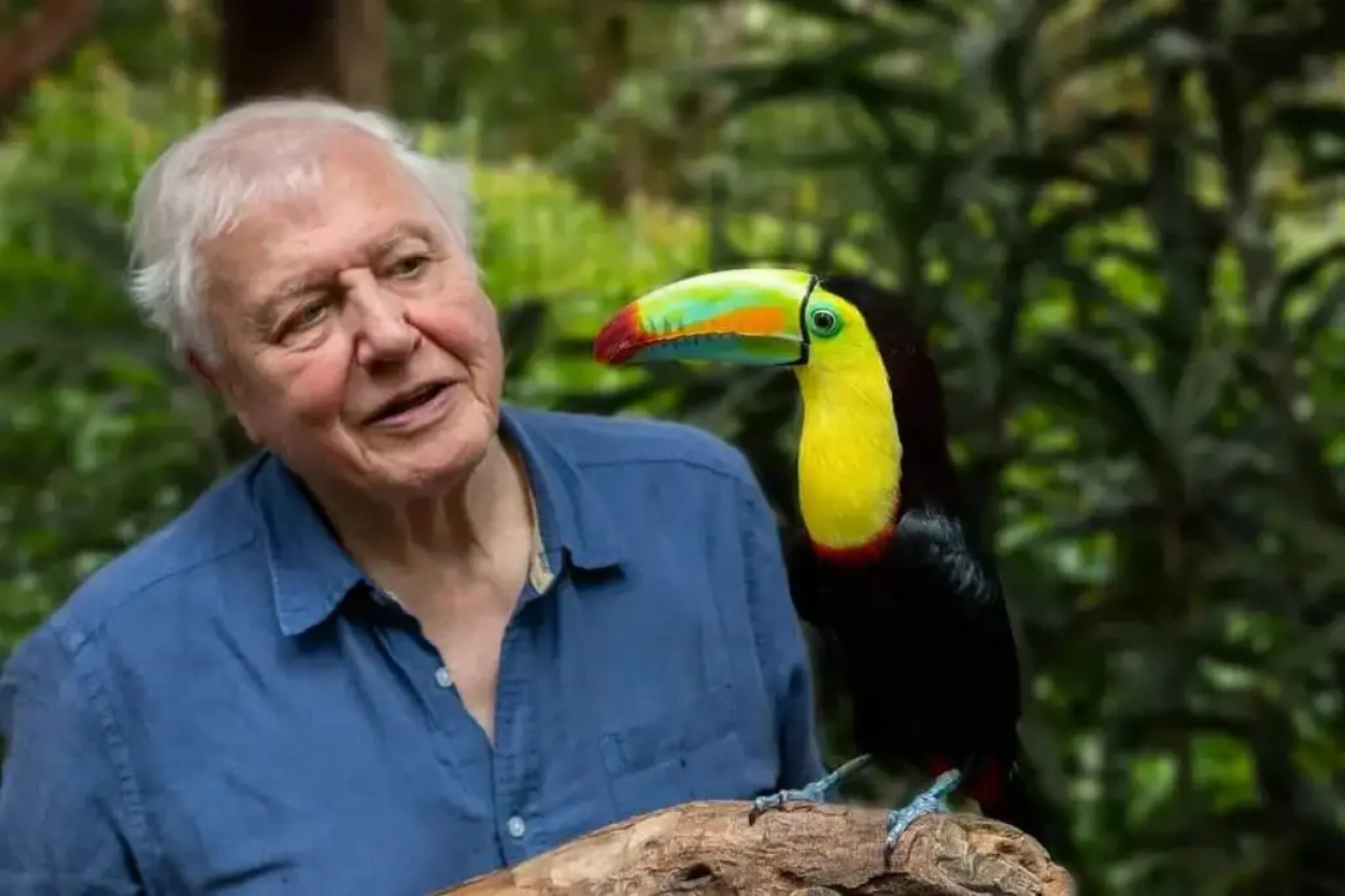 Sir David Attenborough 98 évesen is a természet szószólója