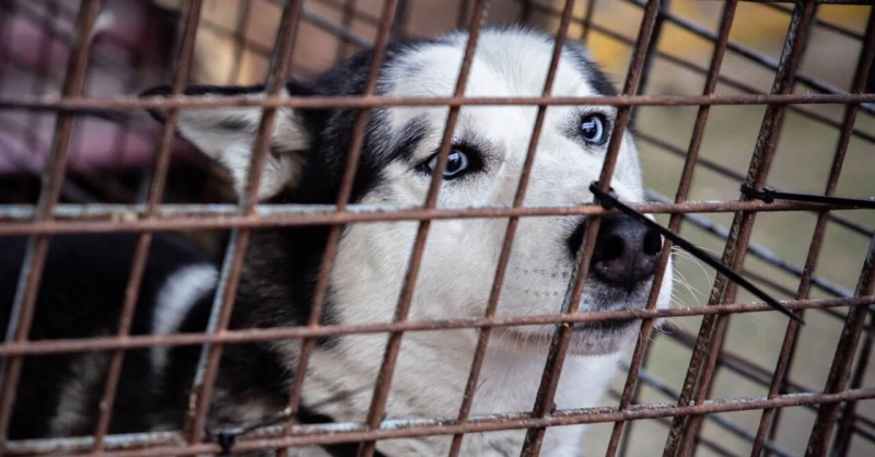 Ahol a séta a legnagyobb ajándék – kutyák a rácsok mögött