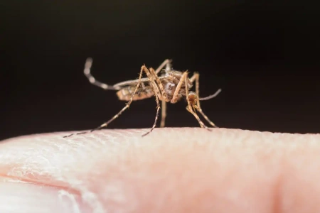  Szúnyogirtás lesz Budapesten és három megyében