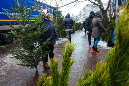  Kamerákkal és éjjeli őrökkel való védekezésre kényszerülnek az árusok a karácsonyfa-tolvajok miatt