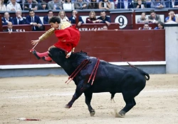 A „világ legrosszabb matadorja” súlyos sérüléseket szenvedett Madridban