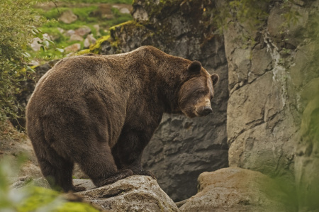  Törvénytelenül lőtték ki Európa legnagyobb barnamedvéjét