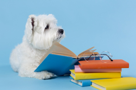  Sokat segíthet egy kutya a gyerekek olvasási nehézségein