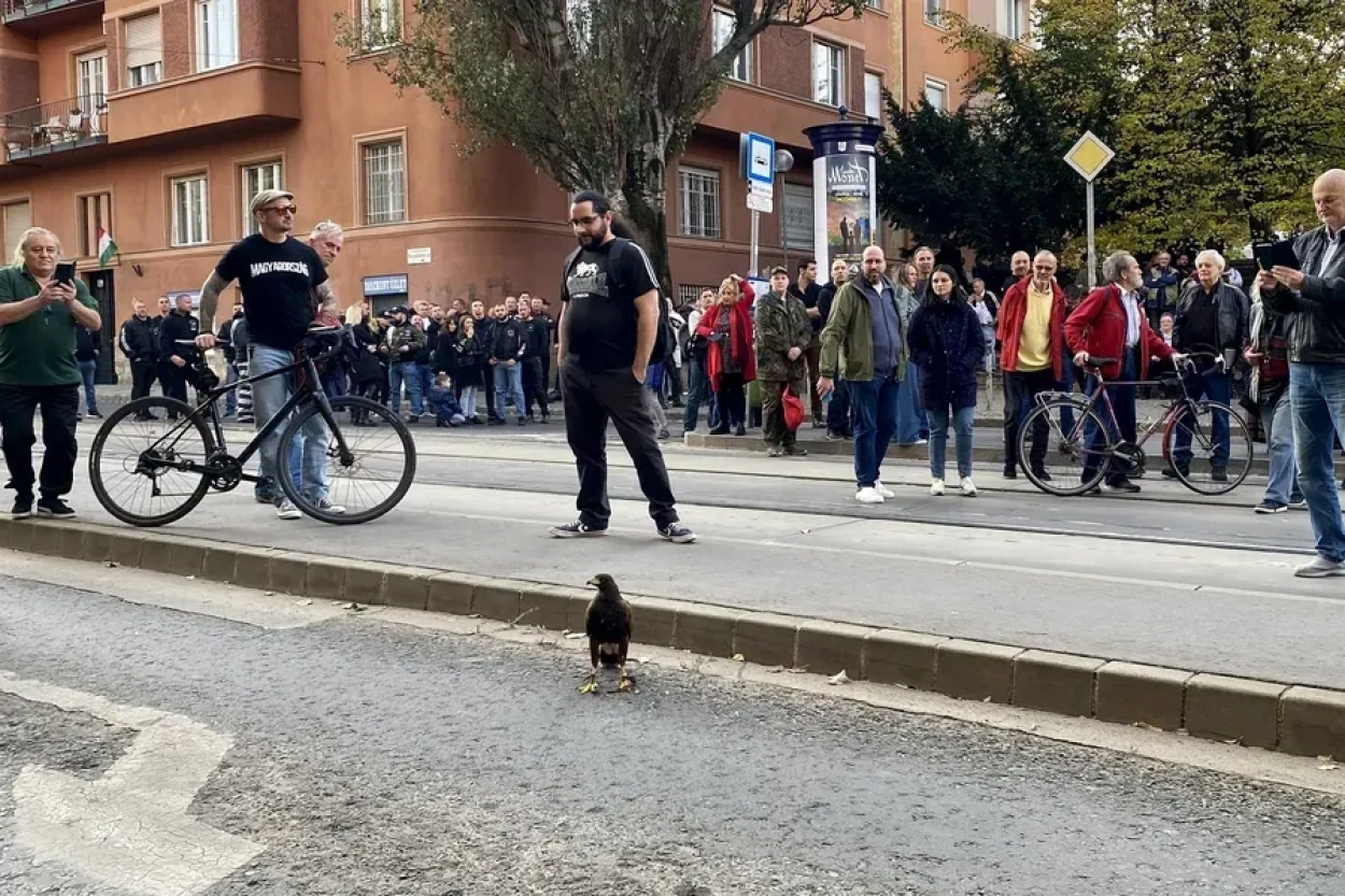 Rövid időre megakadt a Mi Hazánk '56-os megemlékezése egy ölyv miatt